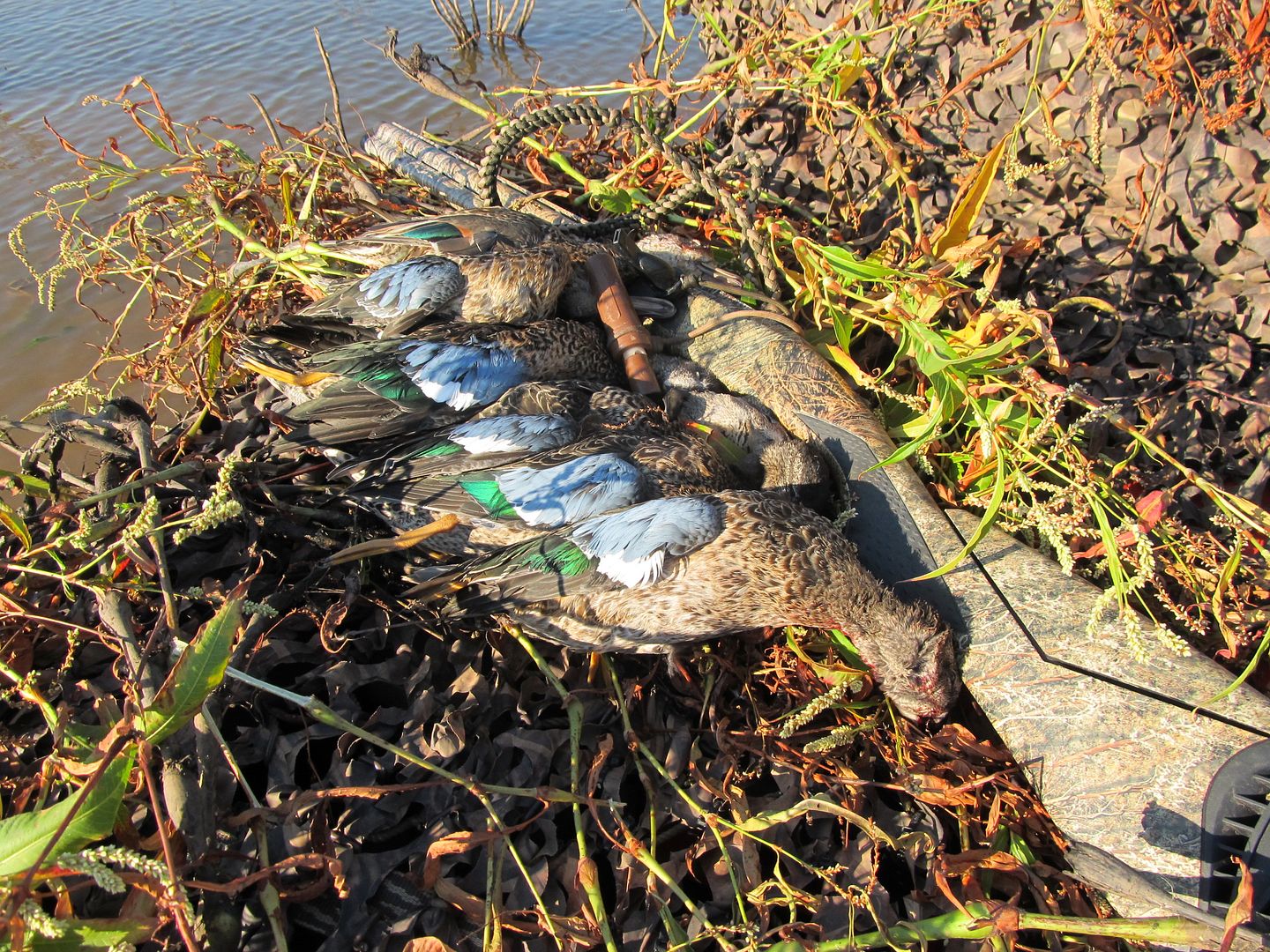 09/ 24, 27, 28, 29/13 What a Teal Season Oklahoma Duck Hunting